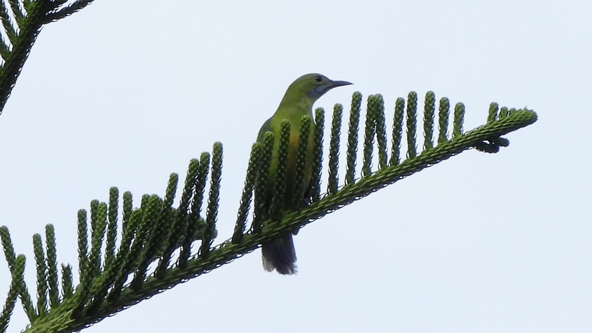 leafbird sp. - ML620442228