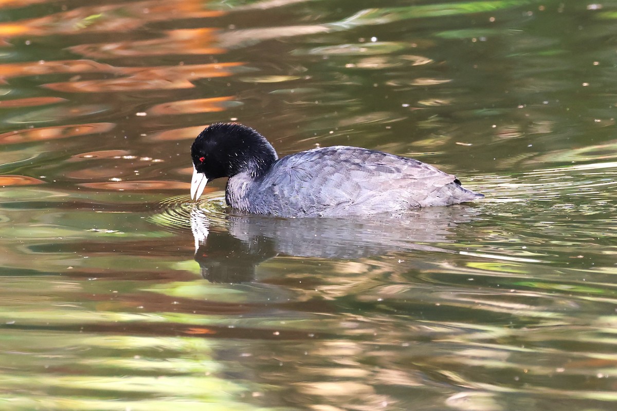 Eurasian Coot - ML620442243