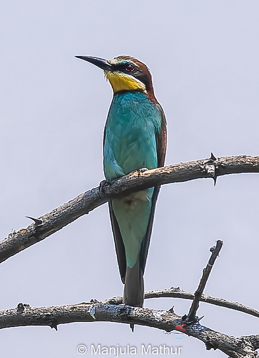 European Bee-eater - ML620442247