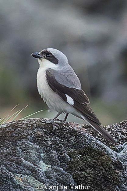 Lesser Gray Shrike - ML620442249