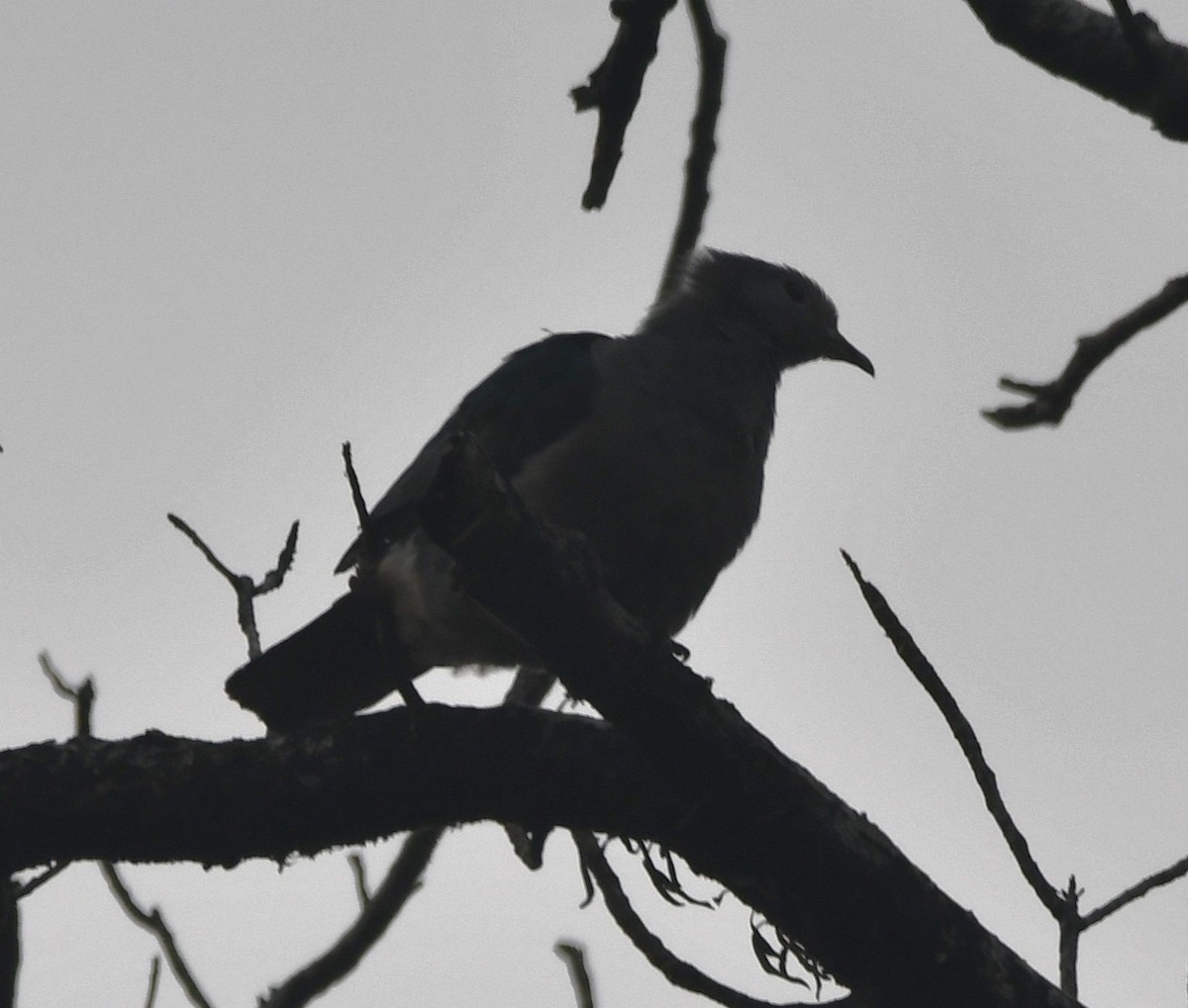 Green Imperial-Pigeon - ML620442253