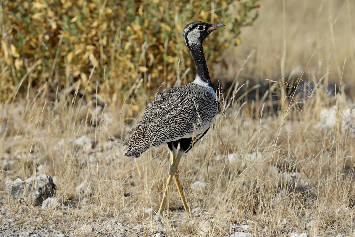 White-quilled Bustard - ML620442264