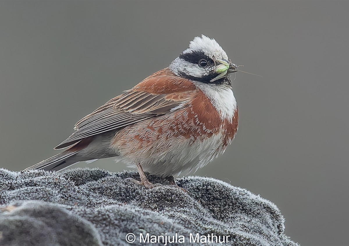 White-capped Bunting - ML620442269