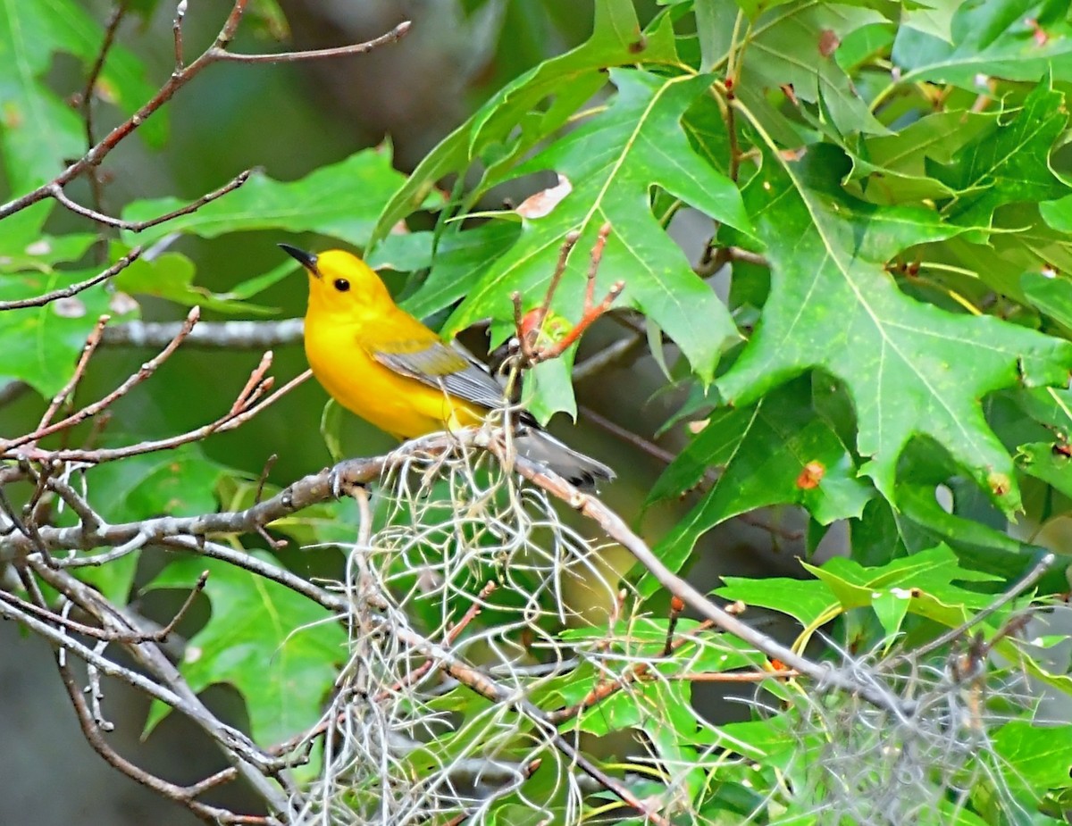 Prothonotary Warbler - ML620442275