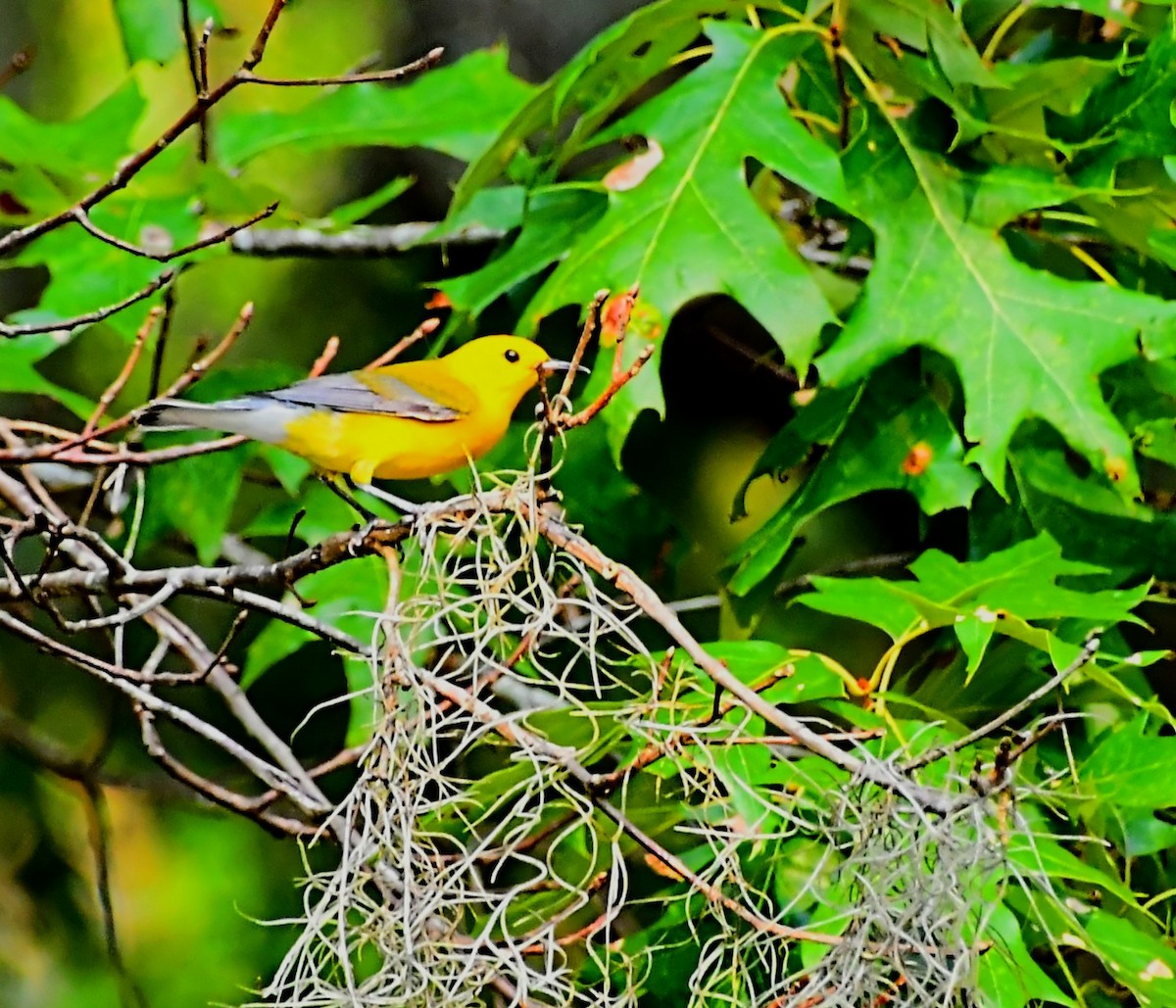 Prothonotary Warbler - ML620442276