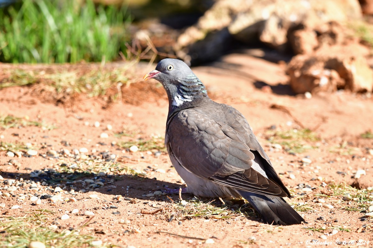 Common Wood-Pigeon - ML620442282