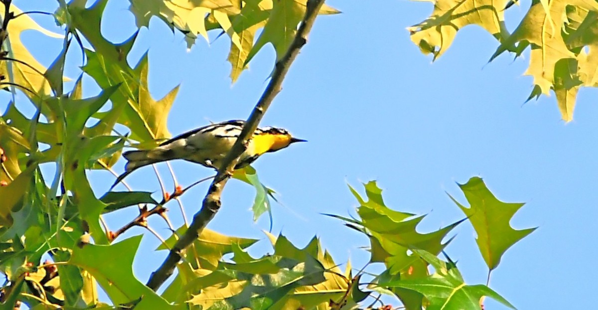 Yellow-throated Warbler - ML620442283