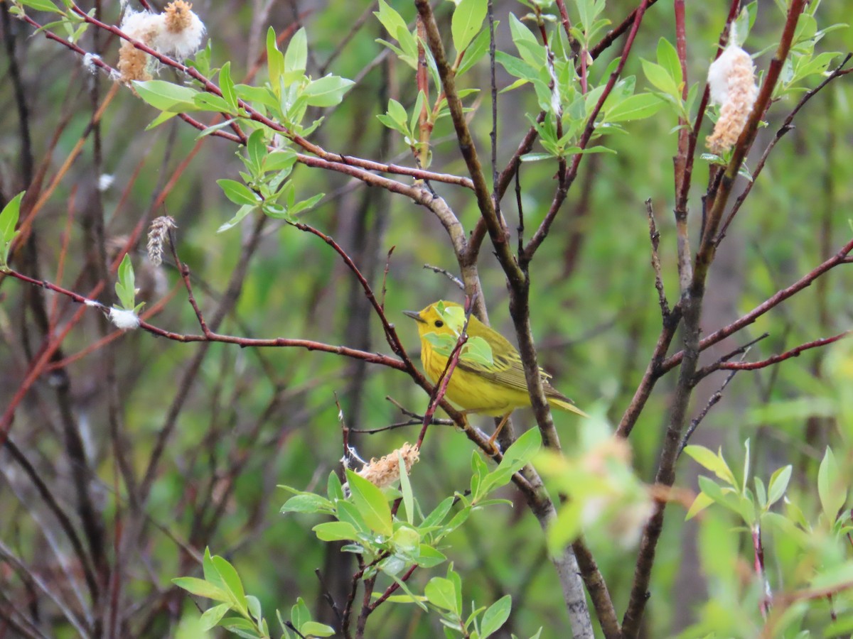 Yellow Warbler - ML620442286