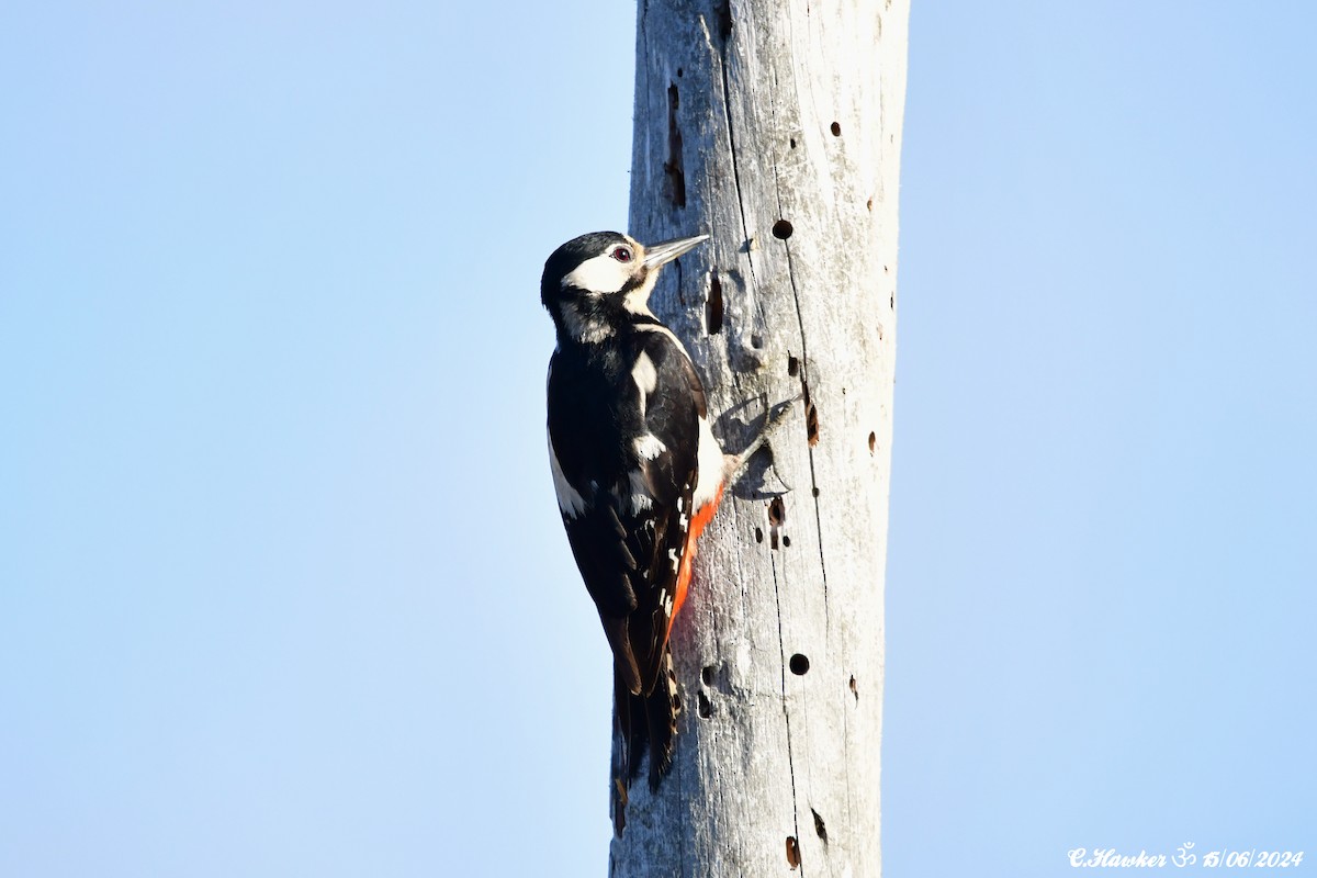 Great Spotted Woodpecker - ML620442287