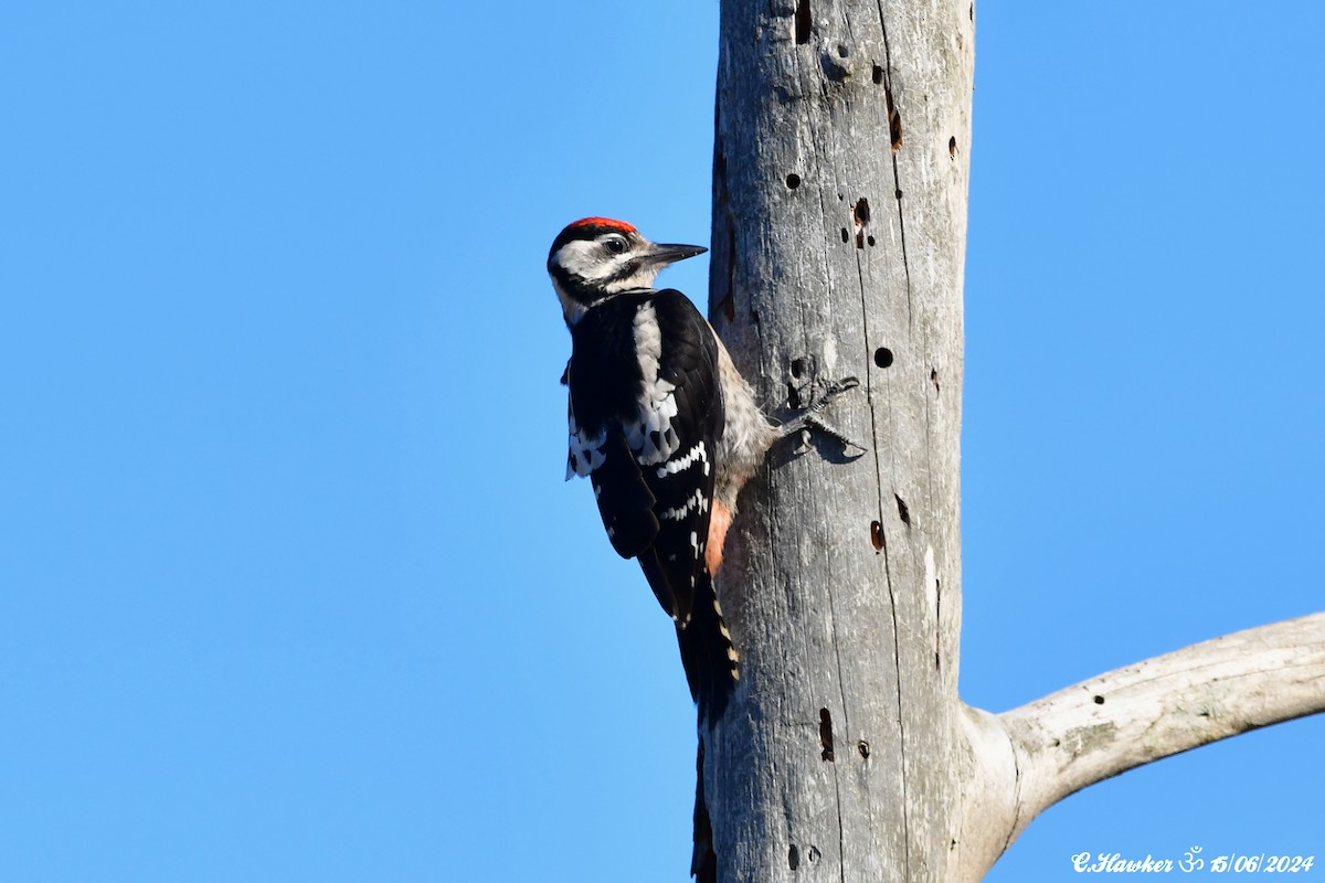 Great Spotted Woodpecker - ML620442290