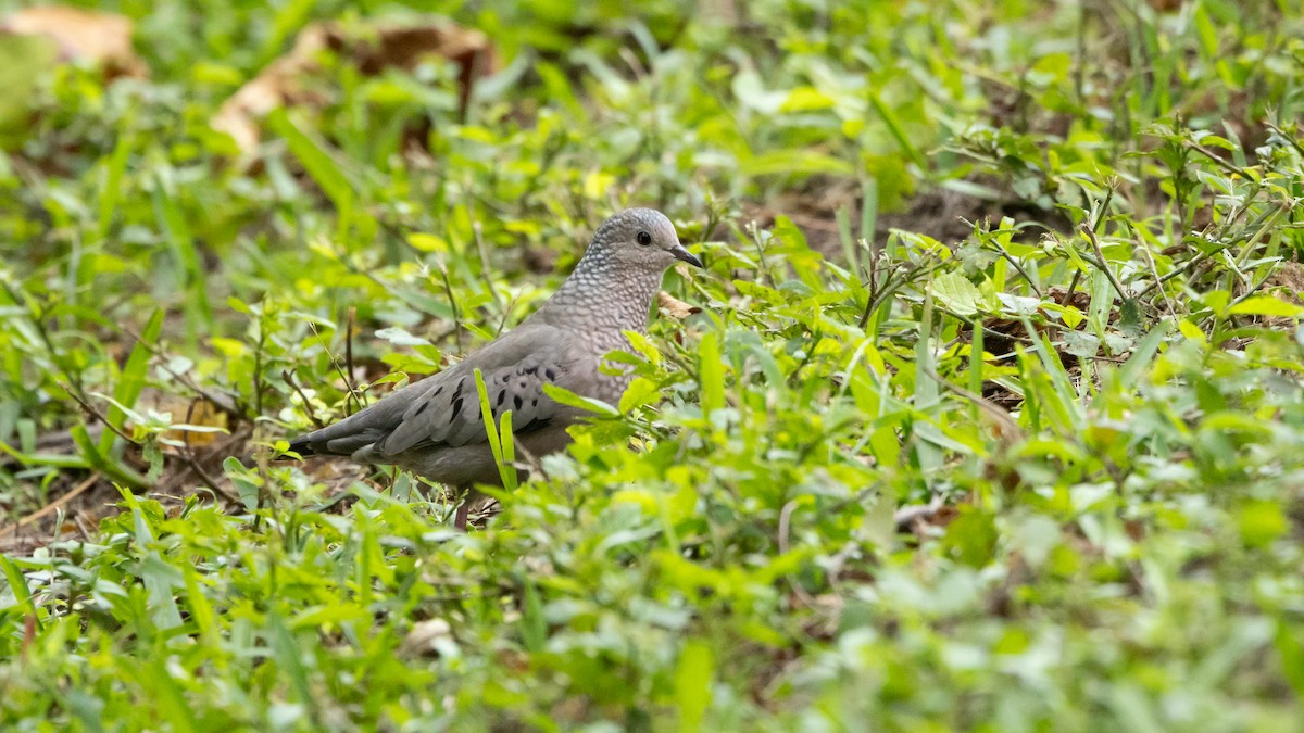 Common Ground Dove - ML620442297