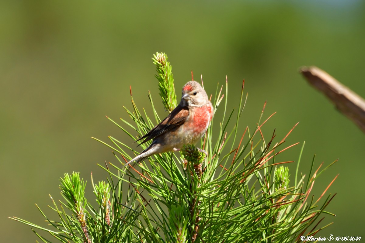 Eurasian Linnet - ML620442301