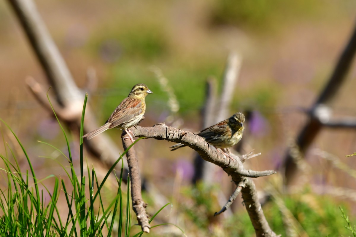 Hesi-berdantza - ML620442312