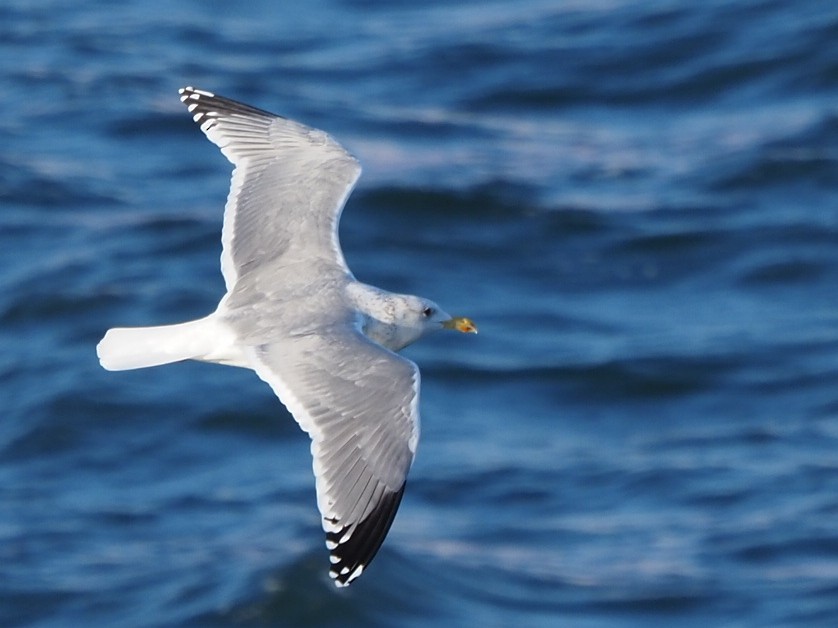 Herring Gull - ML620442313