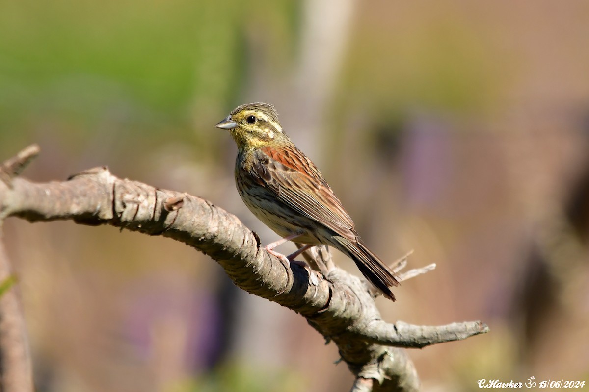 Hesi-berdantza - ML620442315