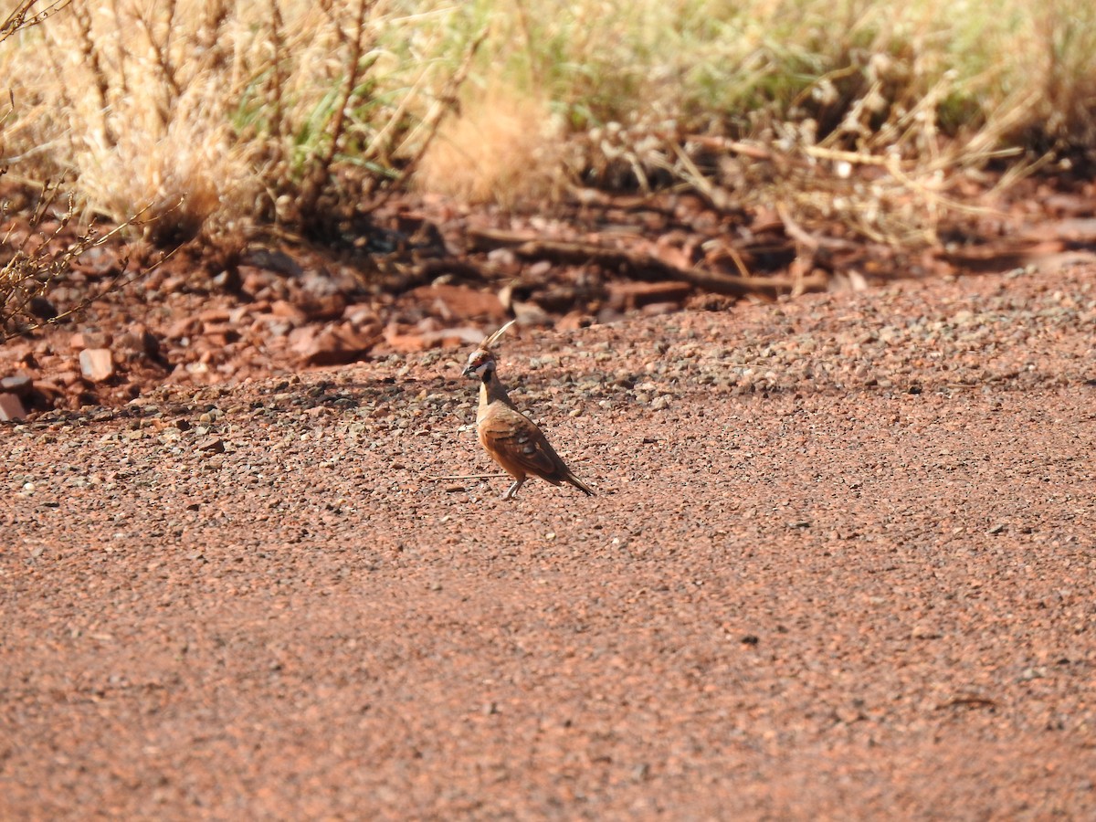 Spinifex Pigeon - ML620442317