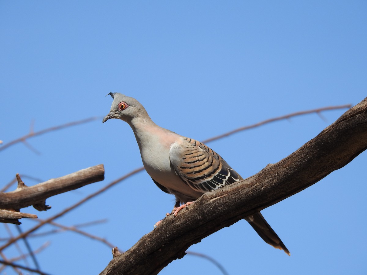Crested Pigeon - ML620442319
