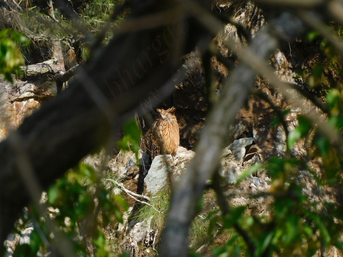 Tawny Fish-Owl - ML620442320