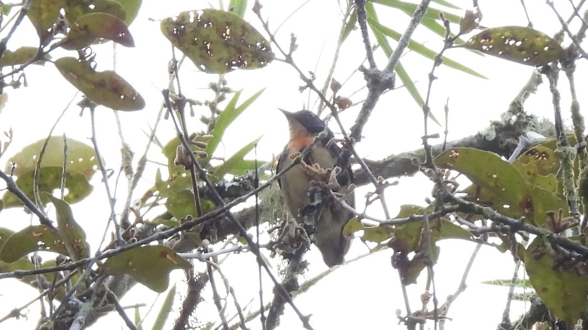 Fire-breasted Flowerpecker - ML620442321