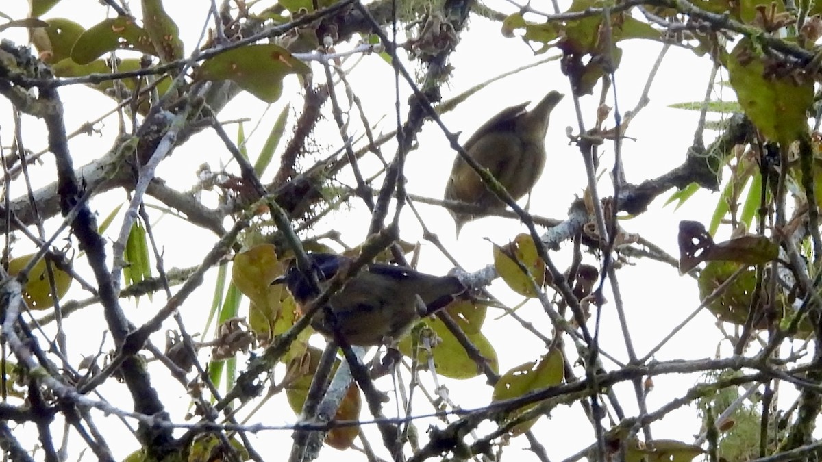 Fire-breasted Flowerpecker - ML620442322