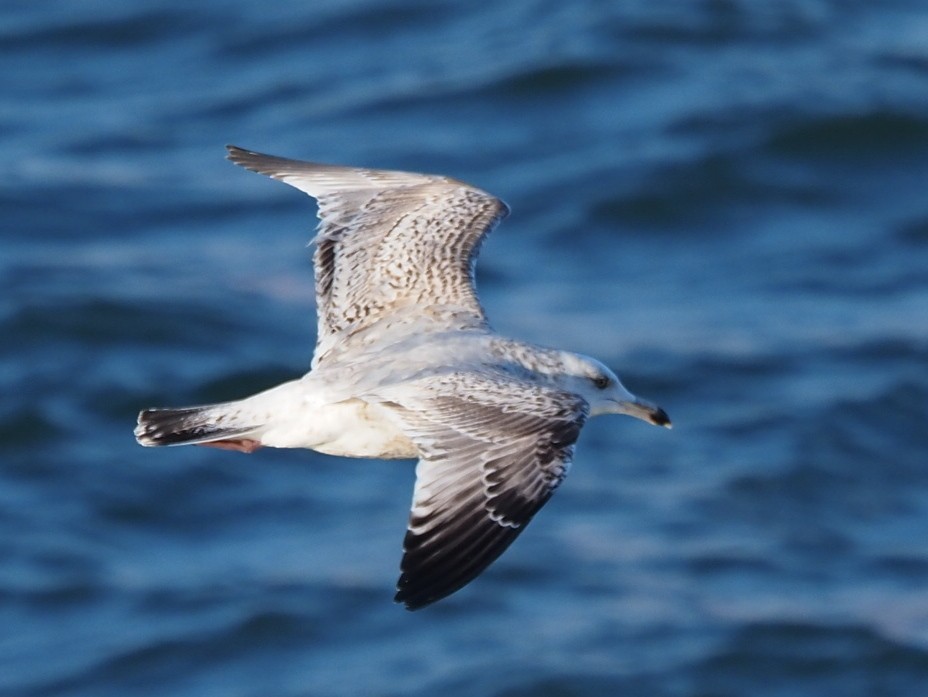 Herring Gull - ML620442323