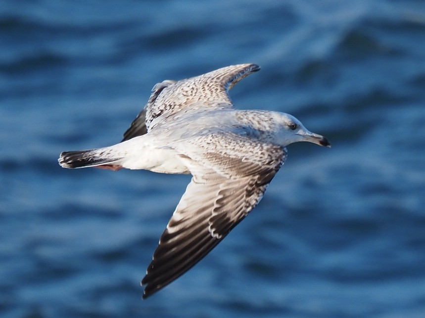 Herring Gull - ML620442325