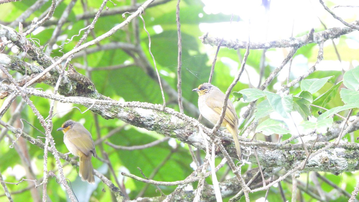 Stripe-throated Bulbul - ML620442327