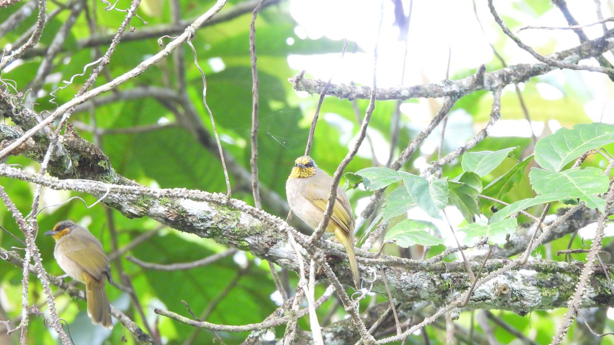 Stripe-throated Bulbul - ML620442328