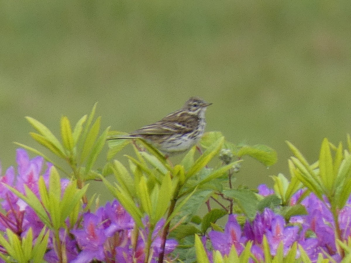 Wood Lark - James Court