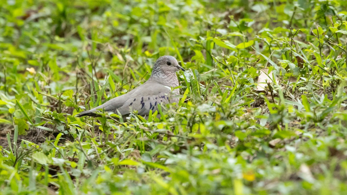 Common Ground Dove - ML620442333