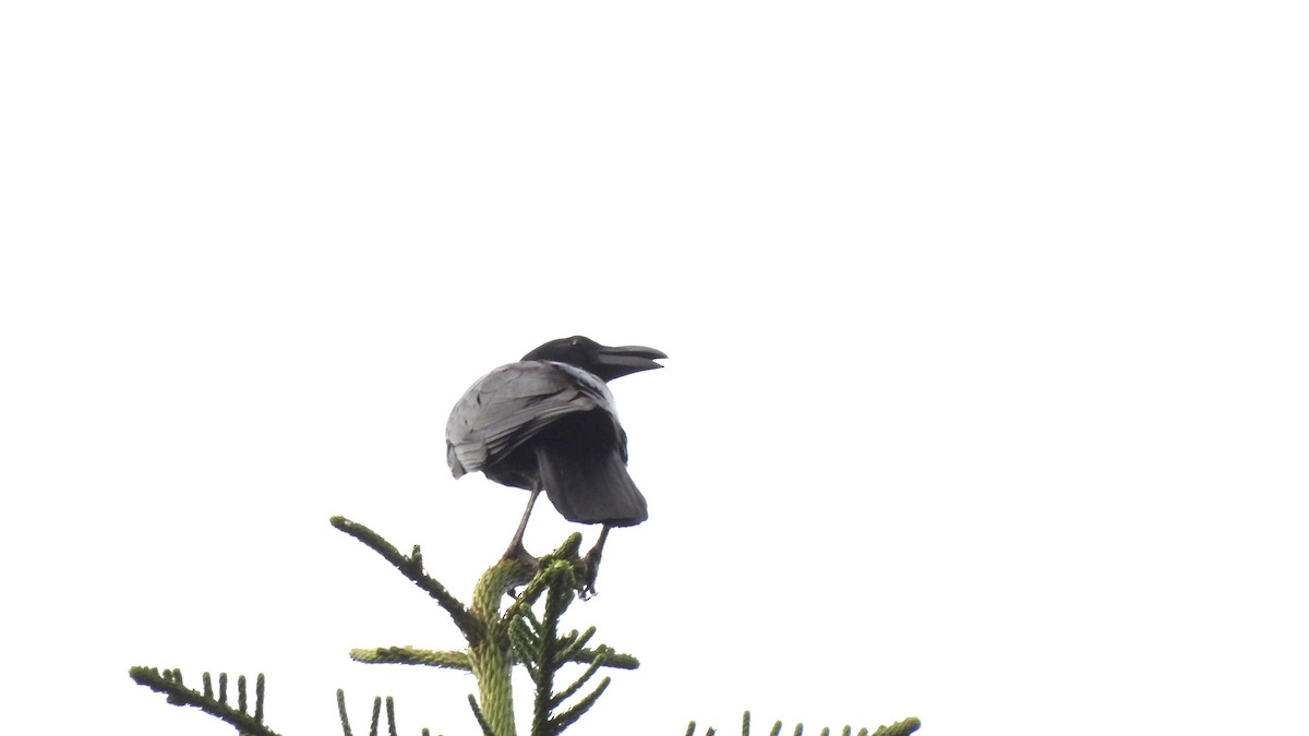 Large-billed Crow (Large-billed) - ML620442334