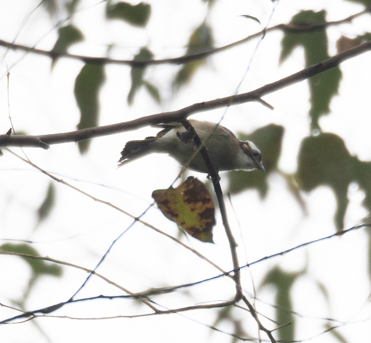 Light-vented Bulbul - ML620442335