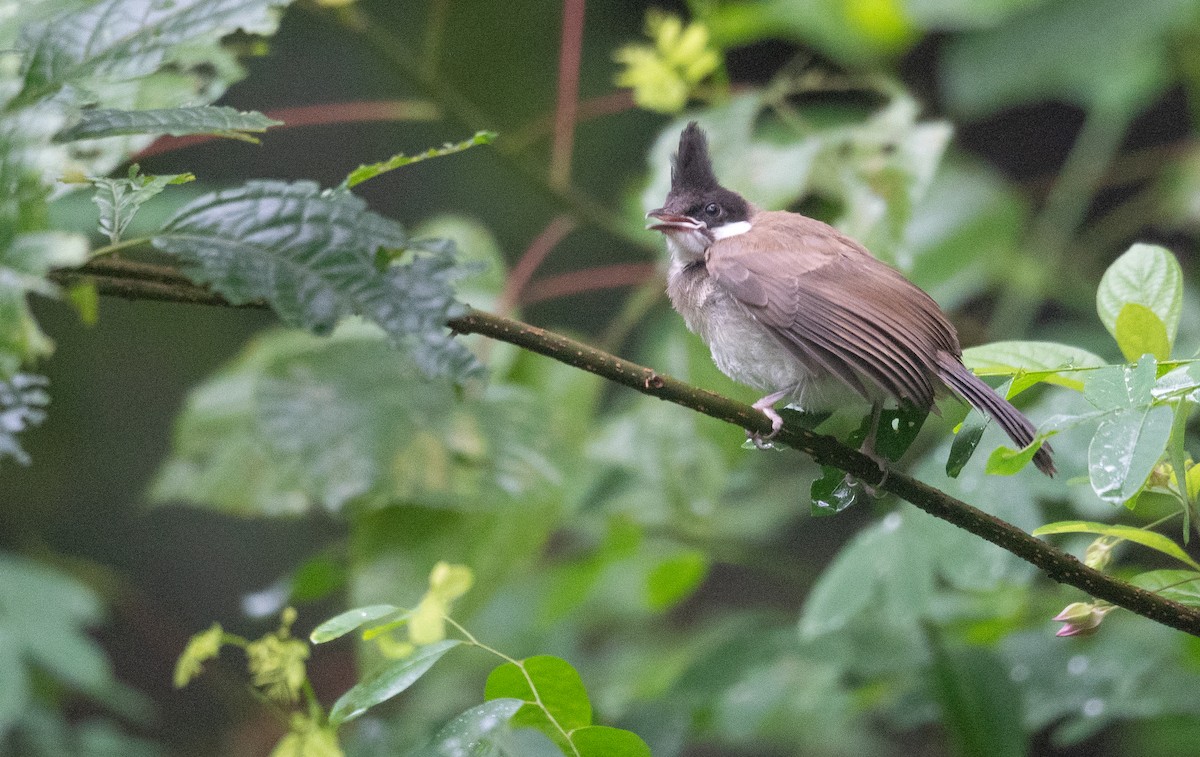 Red-whiskered Bulbul - ML620442337