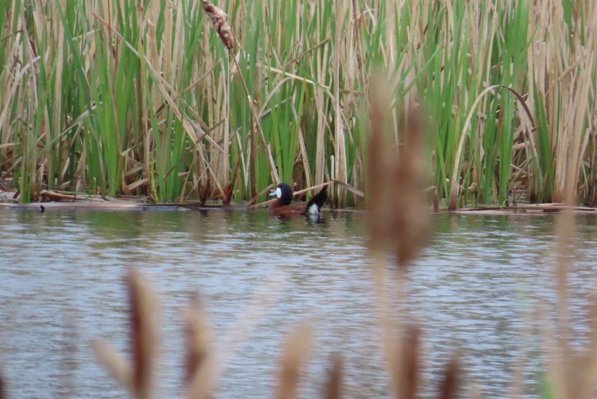 Ruddy Duck - ML620442341