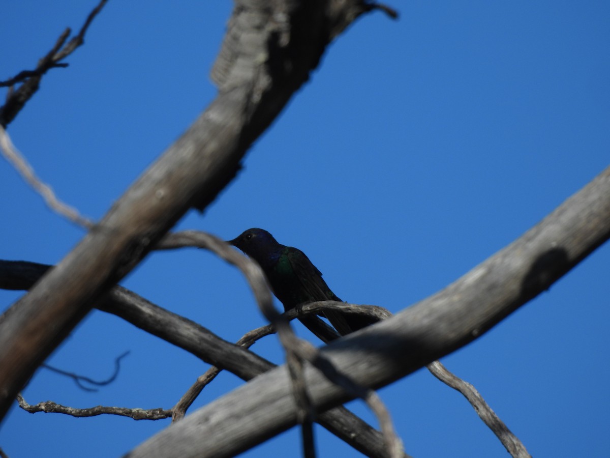 Swallow-tailed Hummingbird - ML620442344