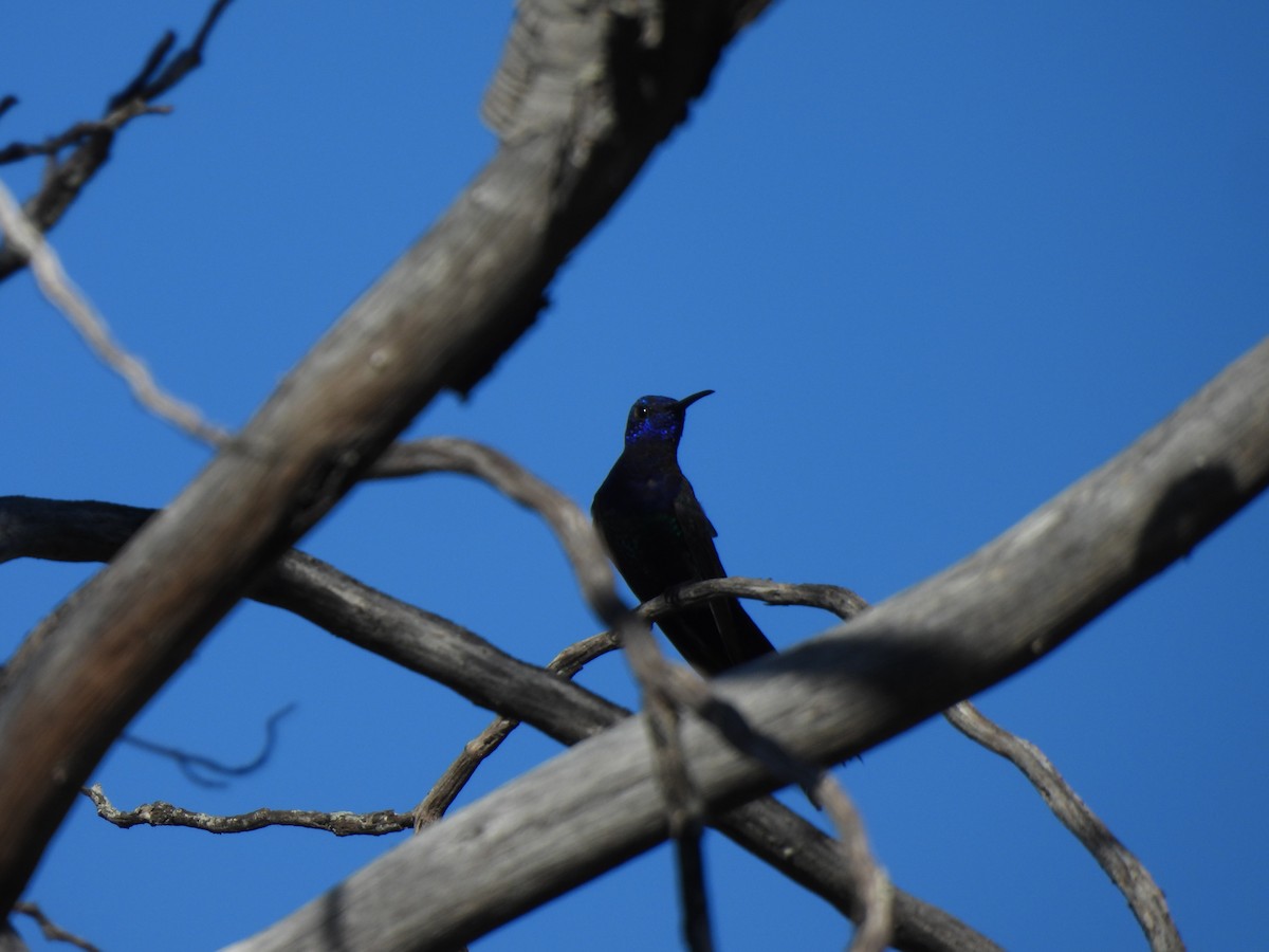 Swallow-tailed Hummingbird - ML620442345