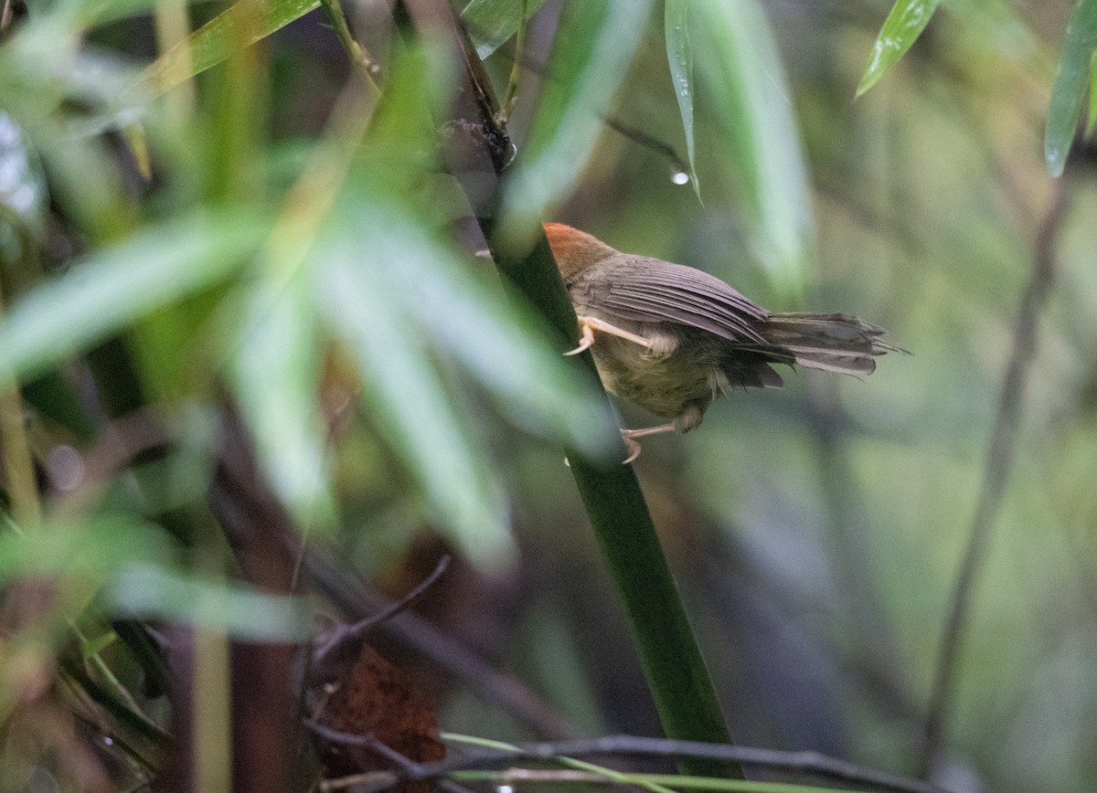 Rufous-capped Babbler - ML620442352