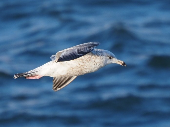 Herring Gull - ML620442354