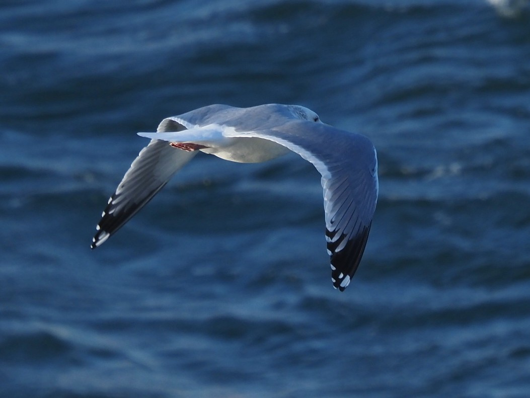 Herring Gull - ML620442356