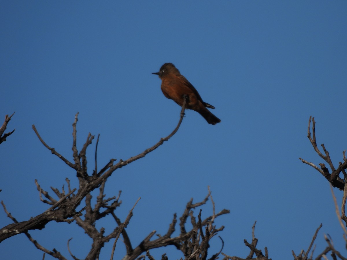 Cliff Flycatcher - ML620442360