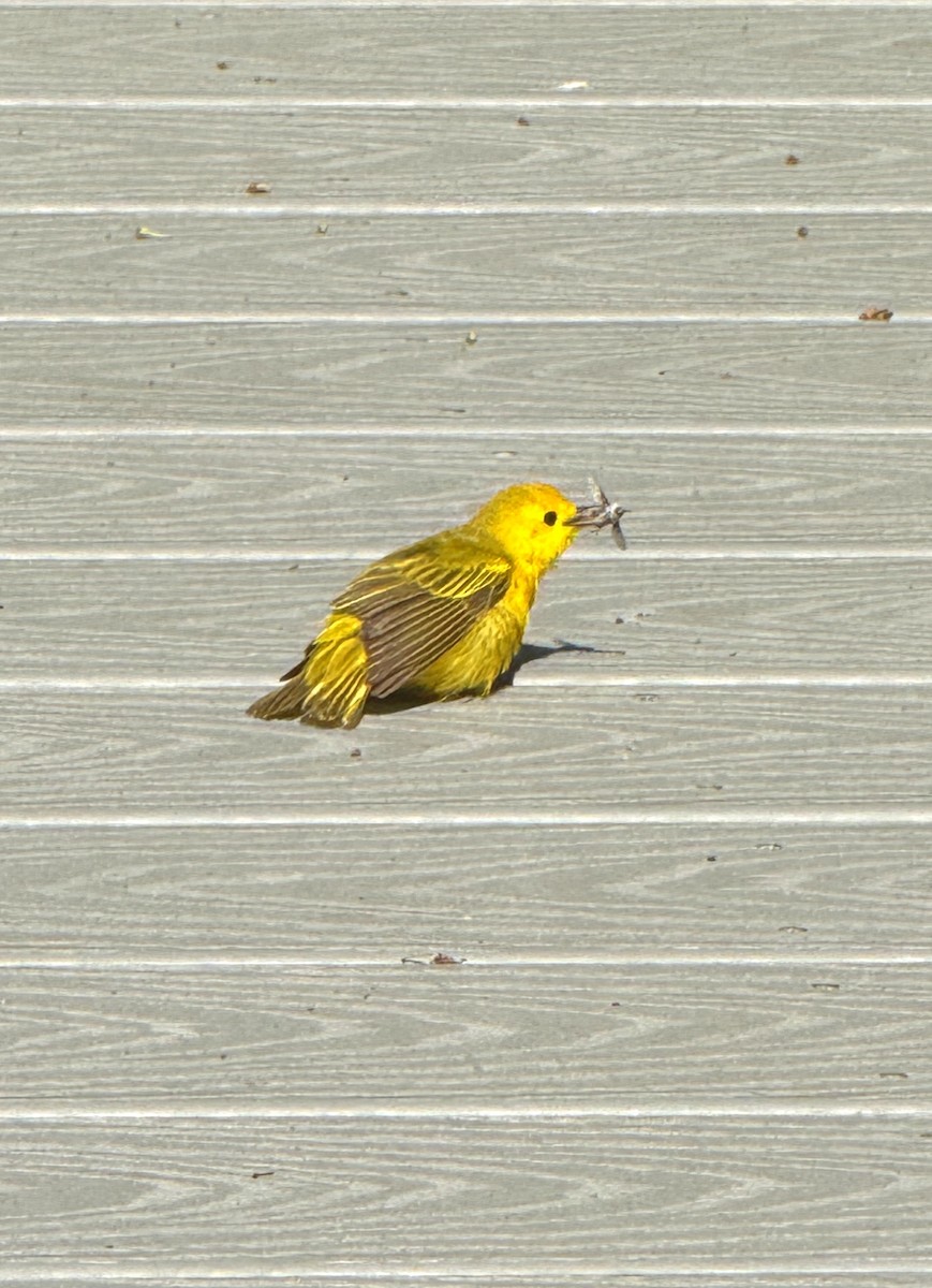 Yellow Warbler - ML620442361