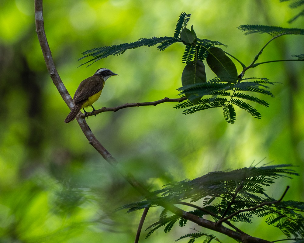 Boat-billed Flycatcher - ML620442362