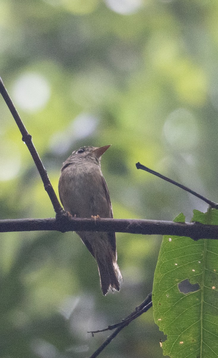 Brown-breasted Flycatcher - ML620442363