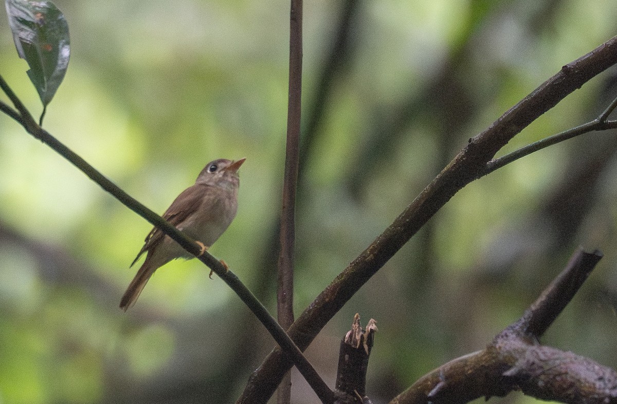 Brown-breasted Flycatcher - ML620442364