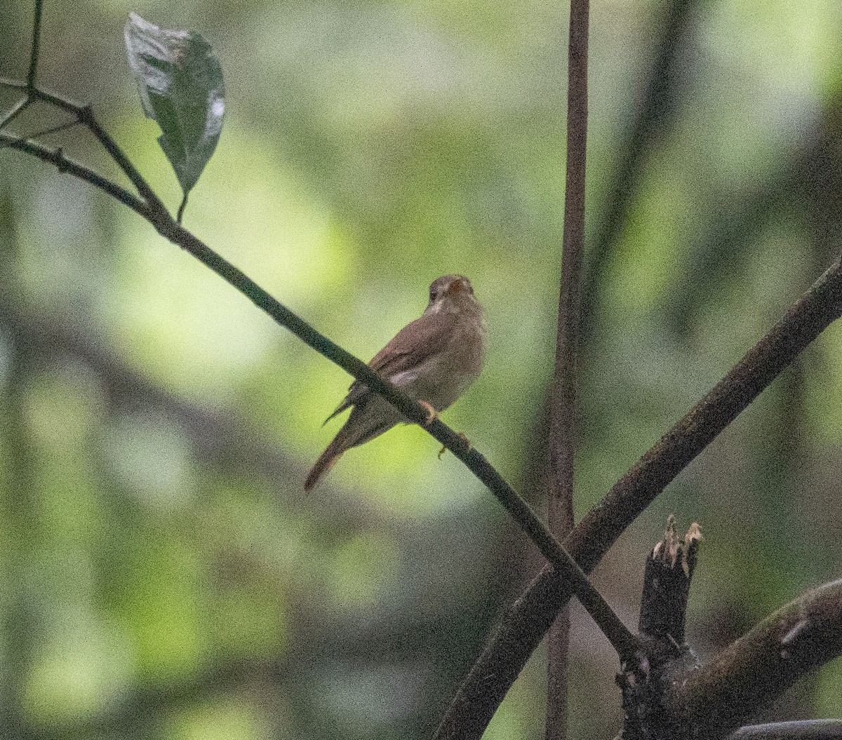 Brown-breasted Flycatcher - ML620442365