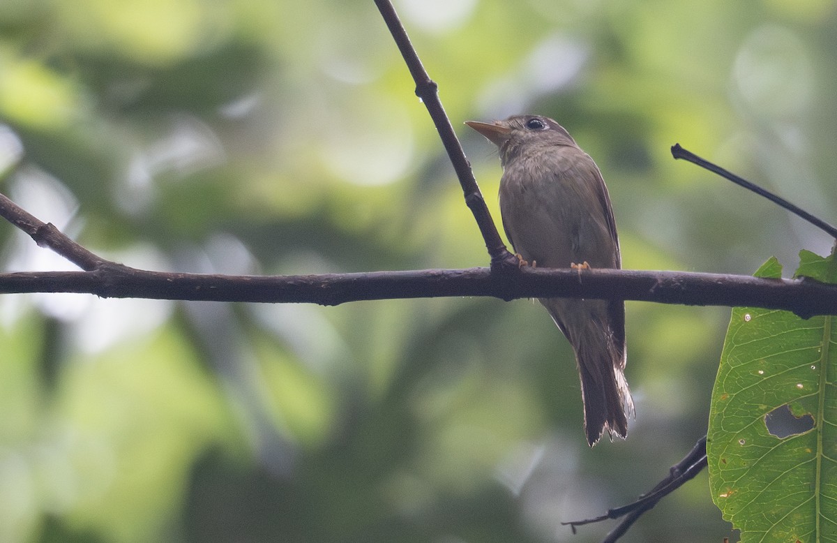 Brown-breasted Flycatcher - ML620442367