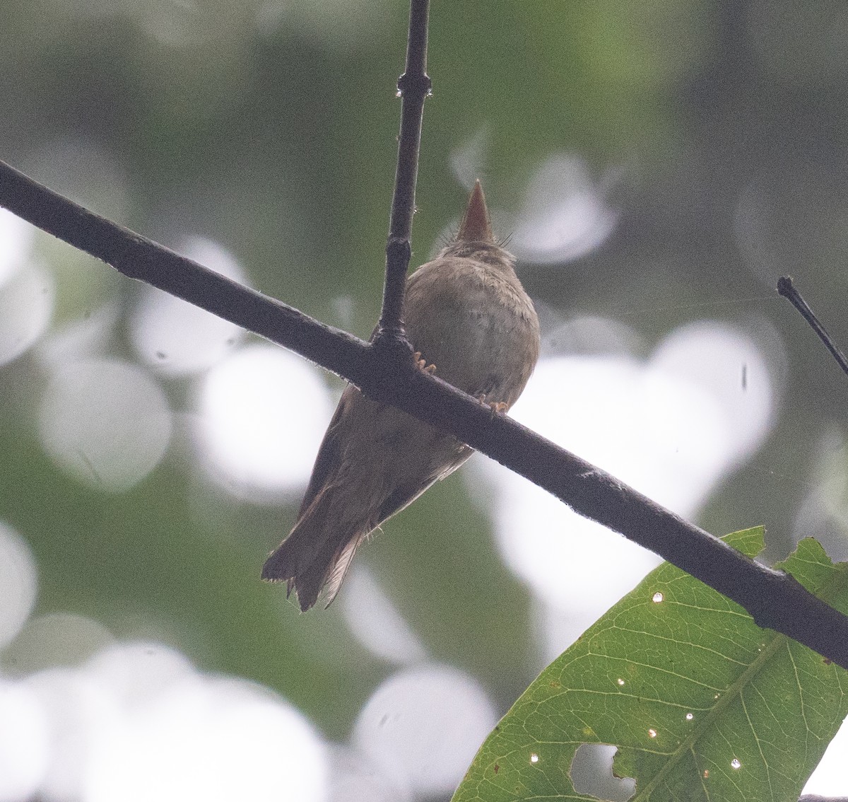 Brown-breasted Flycatcher - ML620442368