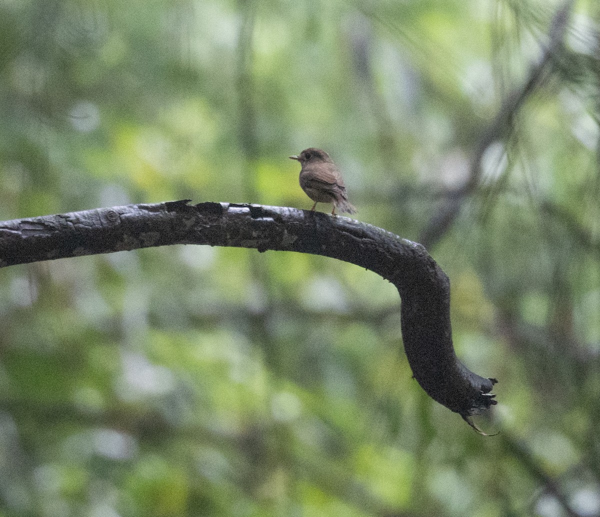 Brown-breasted Flycatcher - ML620442369