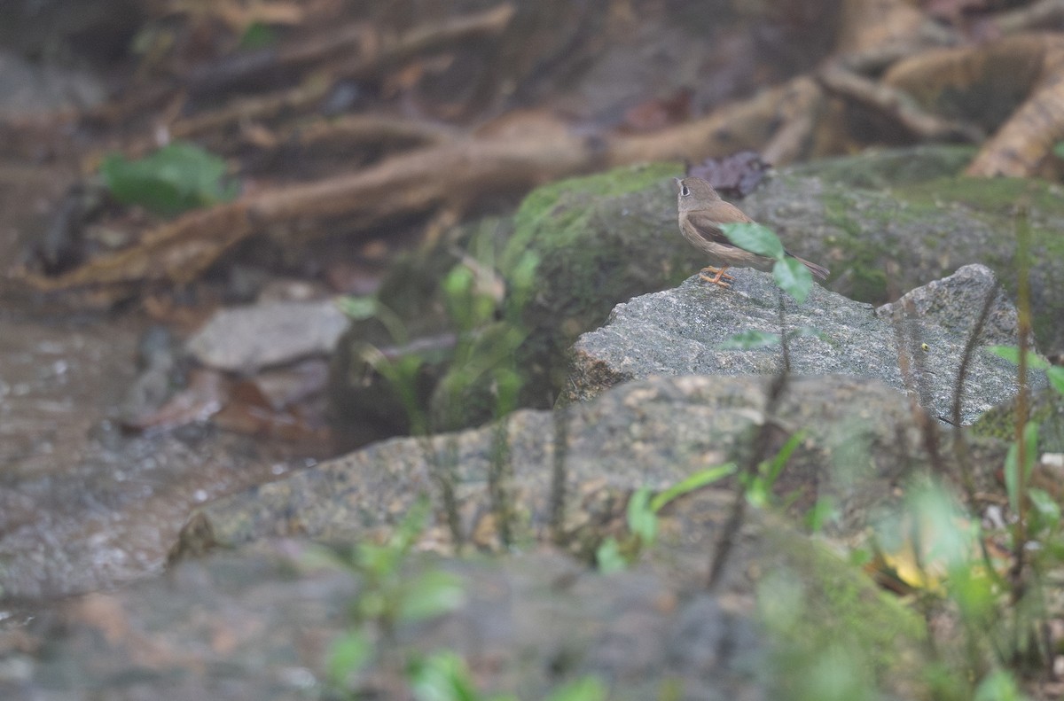 Brown-breasted Flycatcher - ML620442372