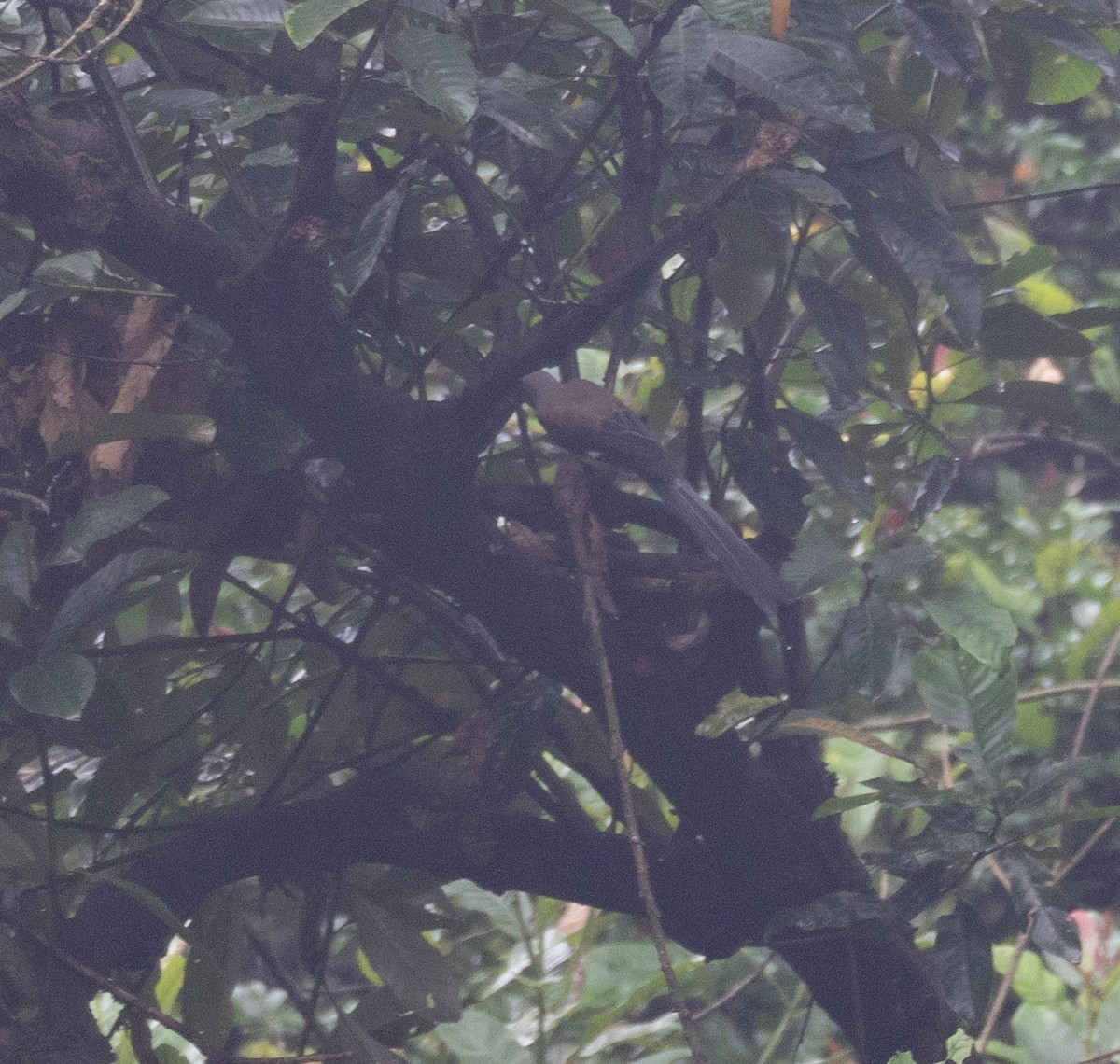 Gray Treepie - ML620442373